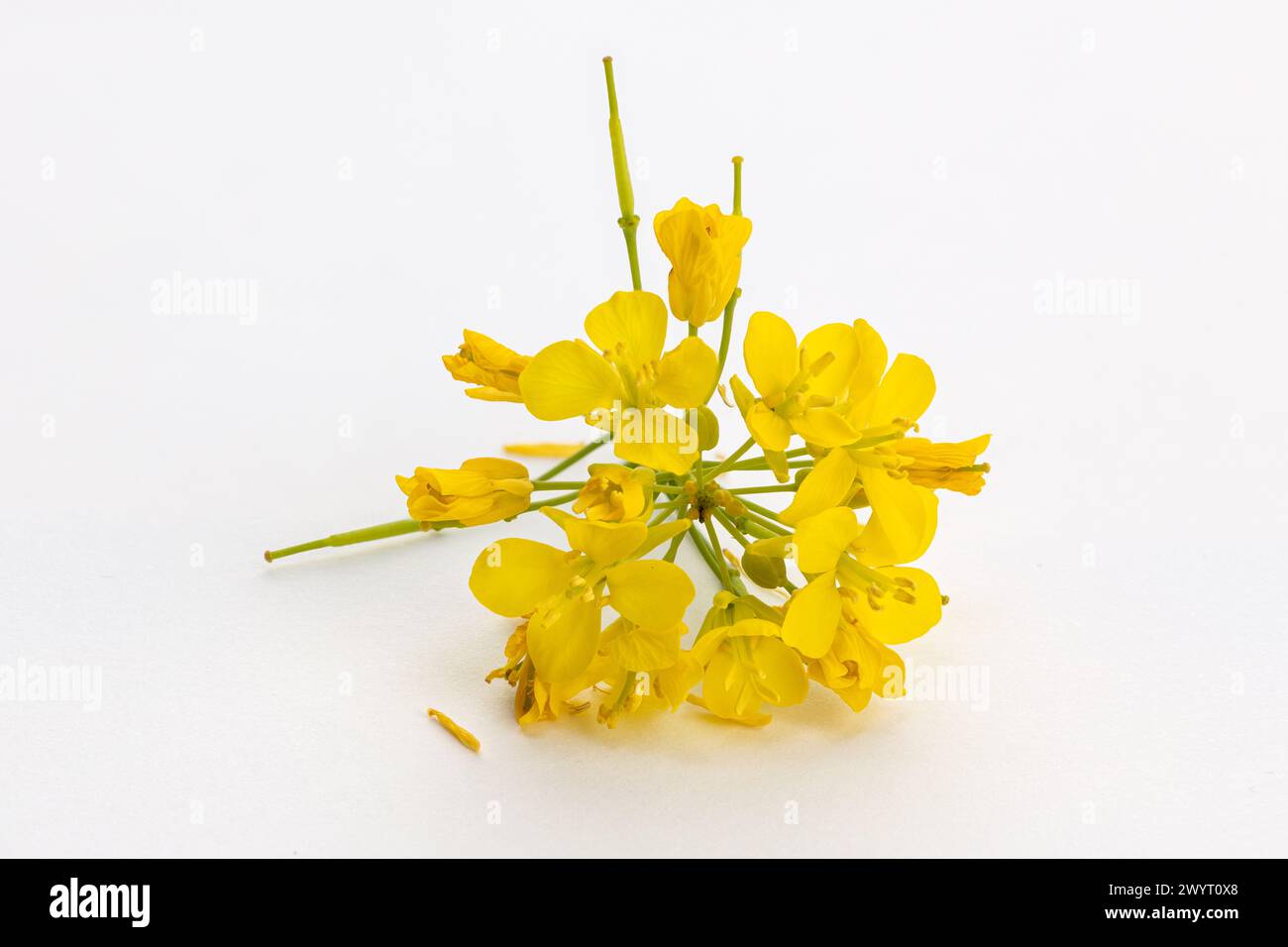 Brassica rapa flower isolated on white background Stock Photo