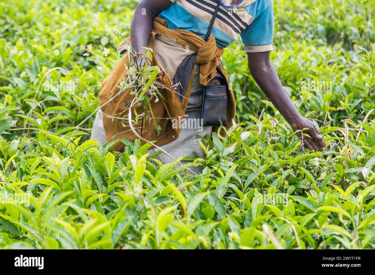 A woman is picking tea leaves in a field. The leaves are green and the woman is wearing a blue shirt Stock Photo