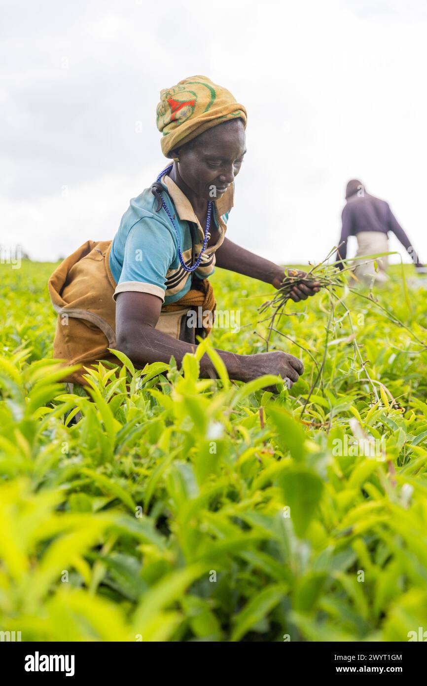 A woman is picking weed from a field in Africa. Stock Photo