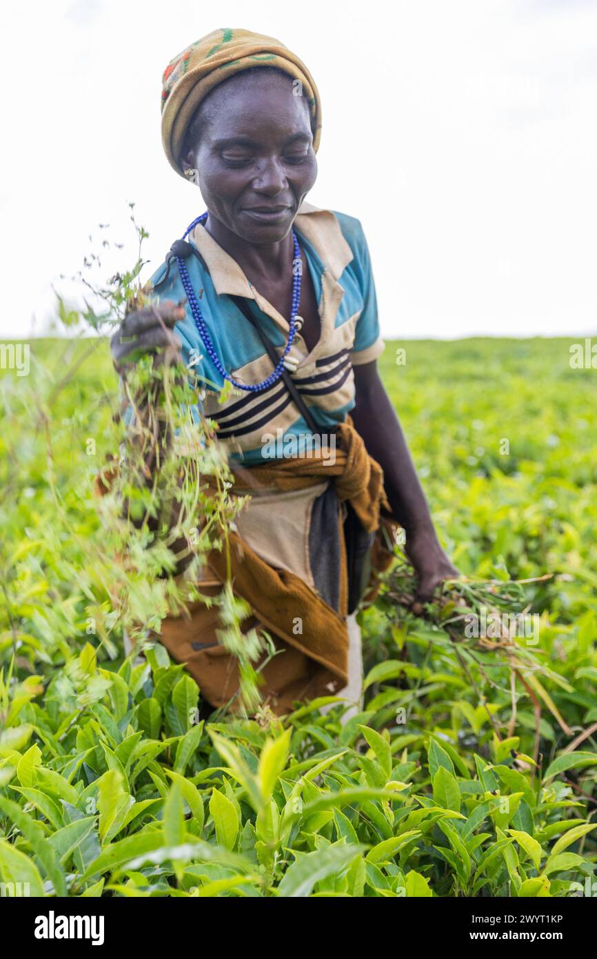 African woman work field hi-res stock photography and images - Alamy