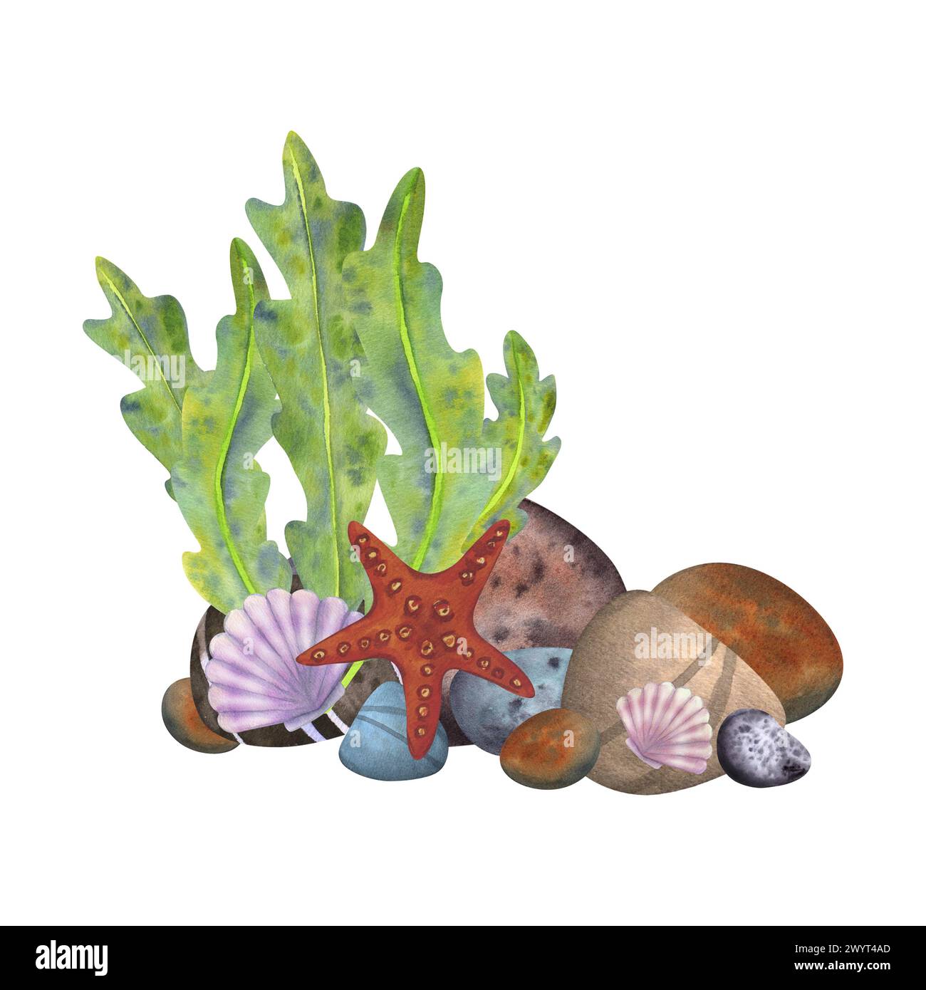 Marine composition on a white background. Sea stones, algae, starfish ...