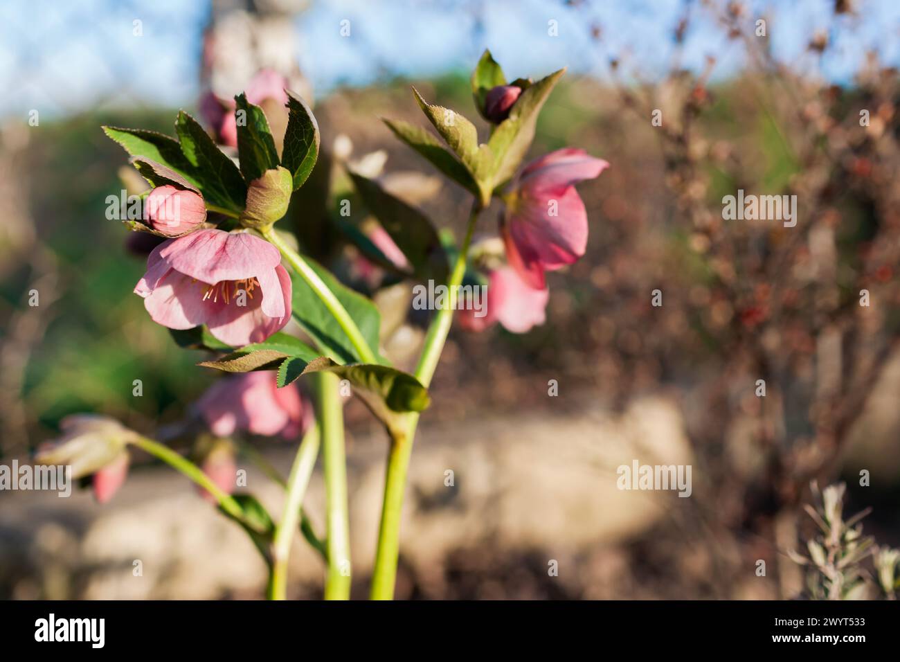 Pink hellebore flowering in spring garden. Close up of blooming plant on flower bed. Springtime Stock Photo