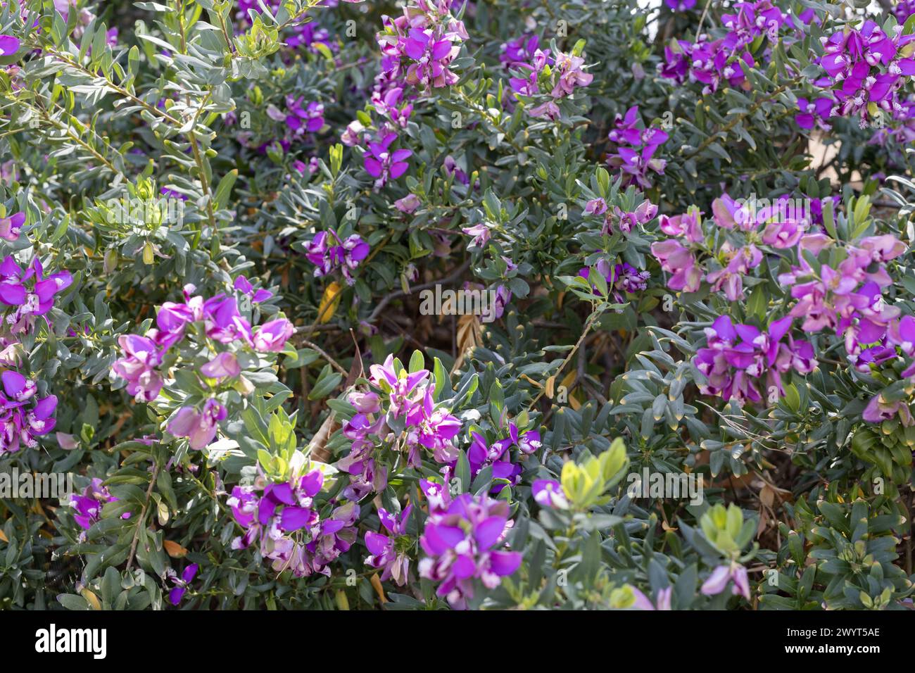 Polygala Myrtifolia Abundance Flowering Polygala Shrub Stock Photo