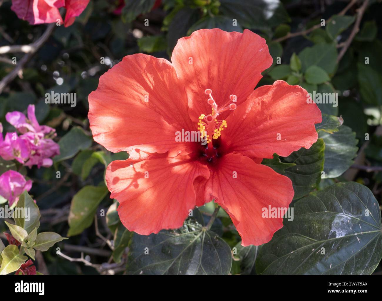 Hibiscus elegance hi-res stock photography and images - Alamy