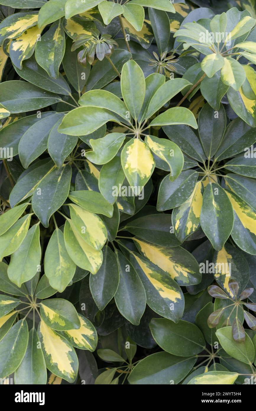 Vibrant Variegated Schefflera Plant, Green And Yellow Patterns. Stock Photo