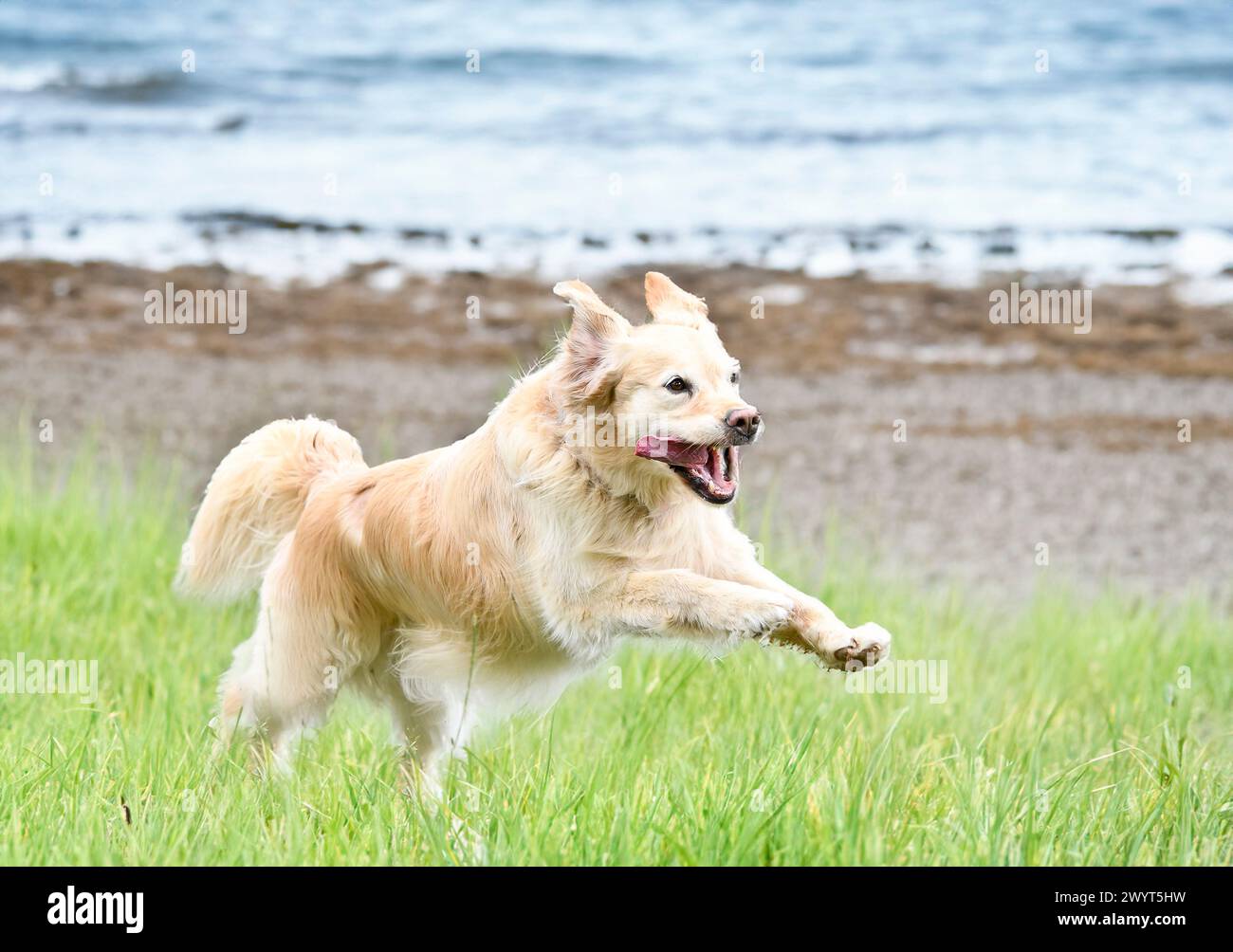 dog training  for obedience discipline with a golden retriever Stock Photo