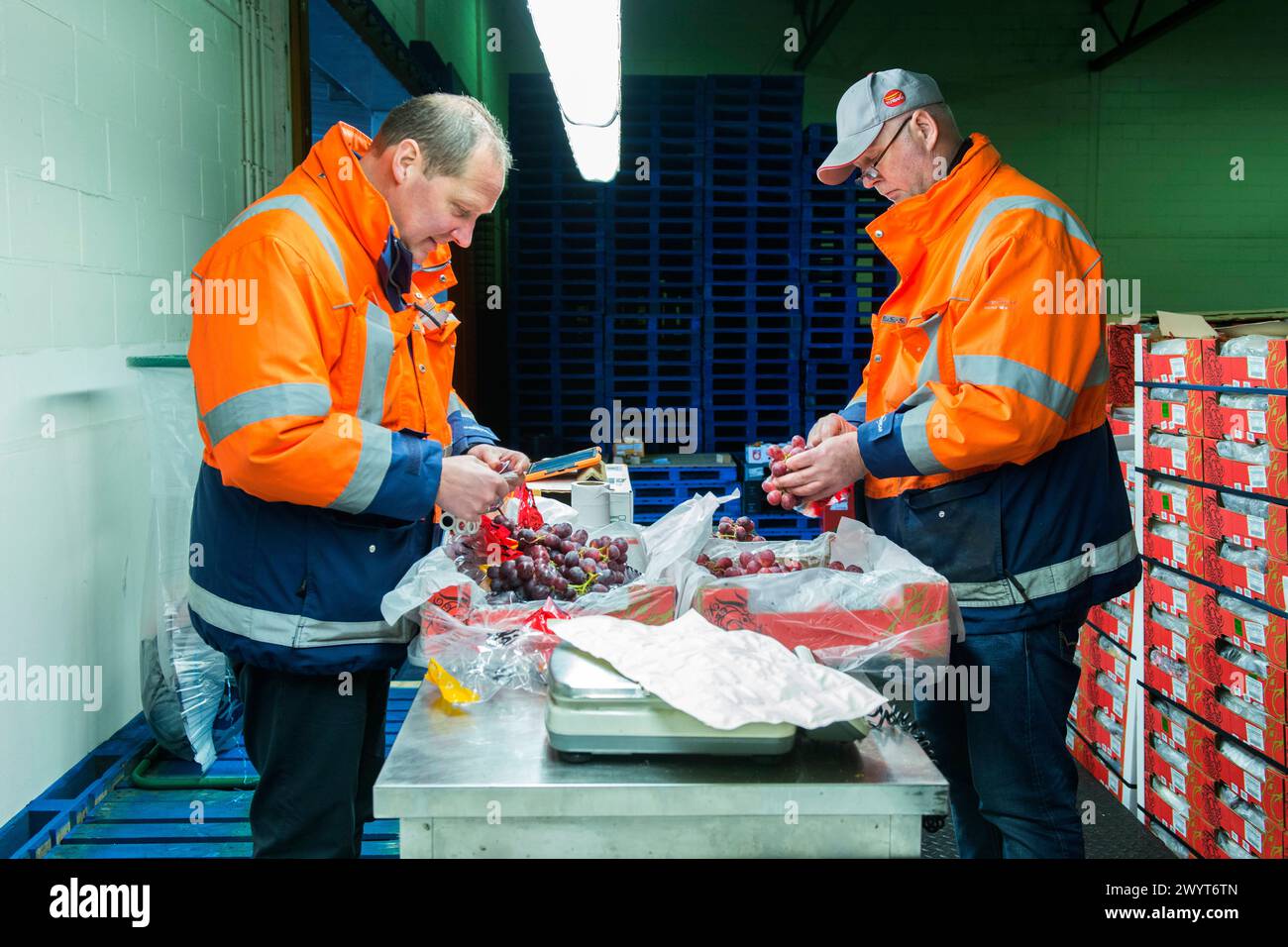 Quality Control at Fruit Terminal Two men and harbour labourers checking out a just arrived shipload of grapes, inside a cooled harbour warehouse. Sometimes these loads are contaminated with smuggled drugs from South-America, like Cocaine. Rotterdam, Netherlands. Rotterdam Total Produce, Fruit Terminal, M Zuid-Holland Nederland Copyright: xGuidoxKoppesxPhotox Stock Photo