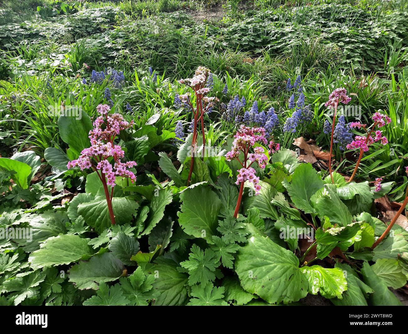 Berlin, Germany. 08th Apr, 2024. Blooming bergenias (Bergenia) and grape hyacinths (Muscari) photographed on Leipziger Straße in Berlin Mitte. © BY XAMAX Credit: XAMAX/dpa/Alamy Live News Stock Photo