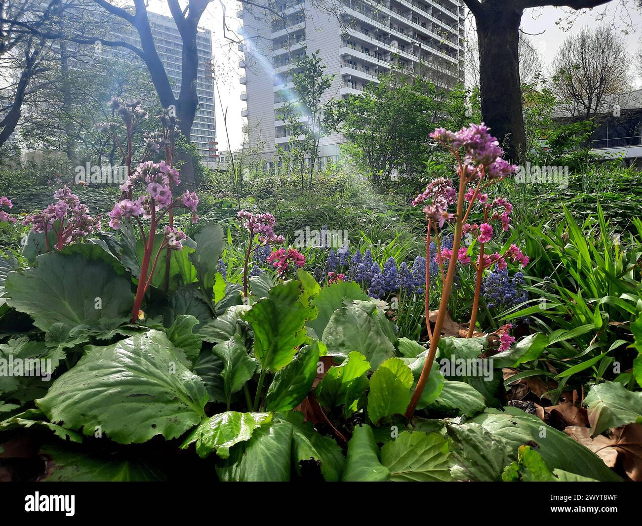 Berlin, Germany. 08th Apr, 2024. Blooming bergenias (Bergenia) and grape hyacinths (Muscari) photographed on Leipziger Straße in Berlin Mitte. © BY XAMAX Credit: XAMAX/dpa/Alamy Live News Stock Photo