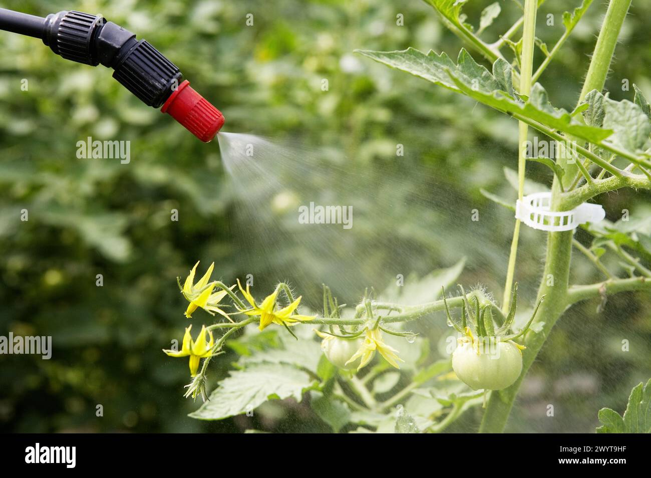 Tomato flower pollination with sprayer. Greenhouse. Agricultural production. Stock Photo