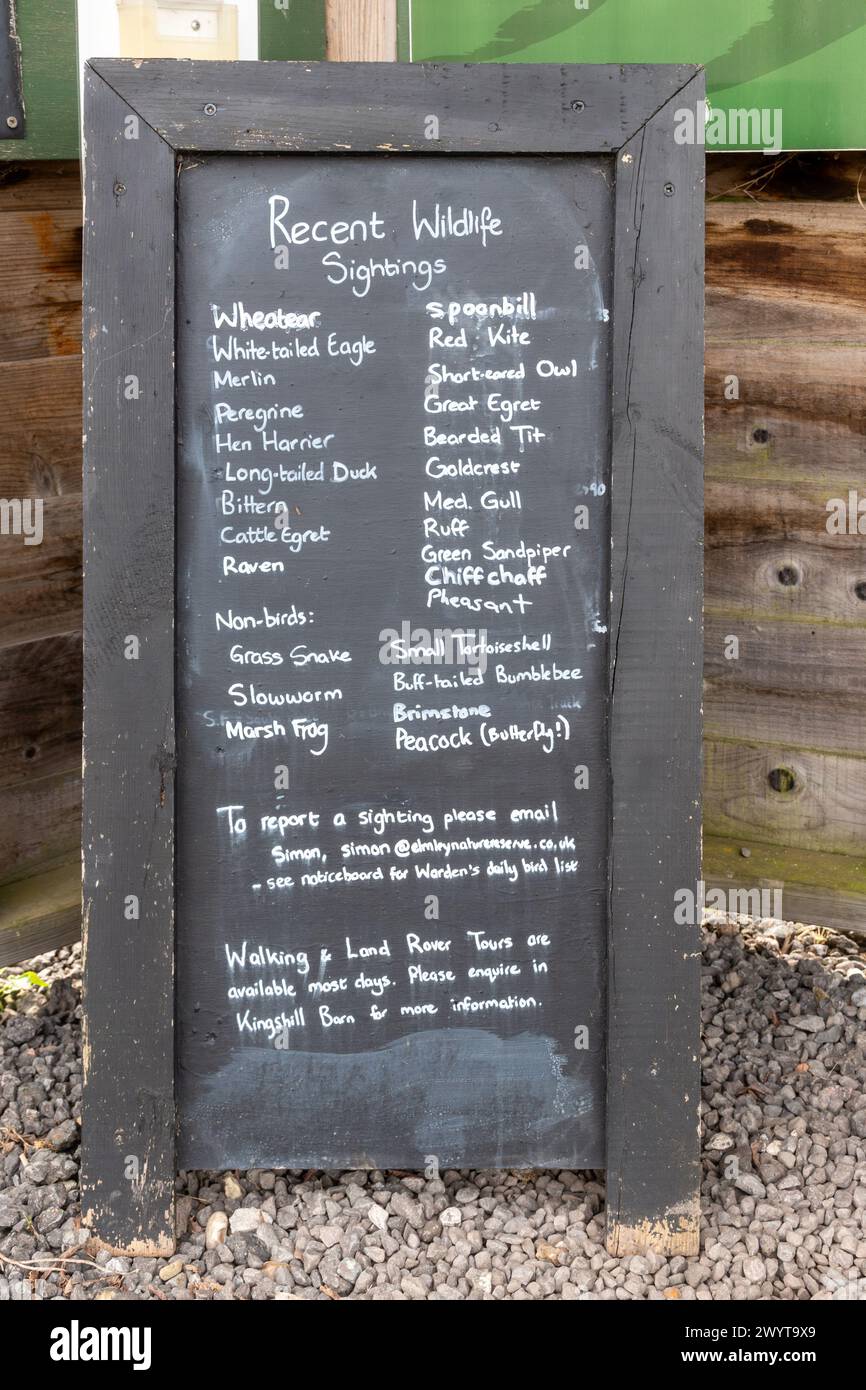 Recent wildlife and bird sightings board at Elmley Nature Reserve in Kent, England, UK. Wildlife seen recently listed on blackboard Stock Photo
