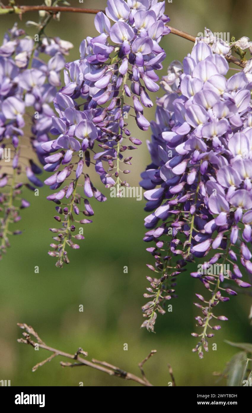 Chinese Wisteria (Wisteria sinensis). France. Stock Photo