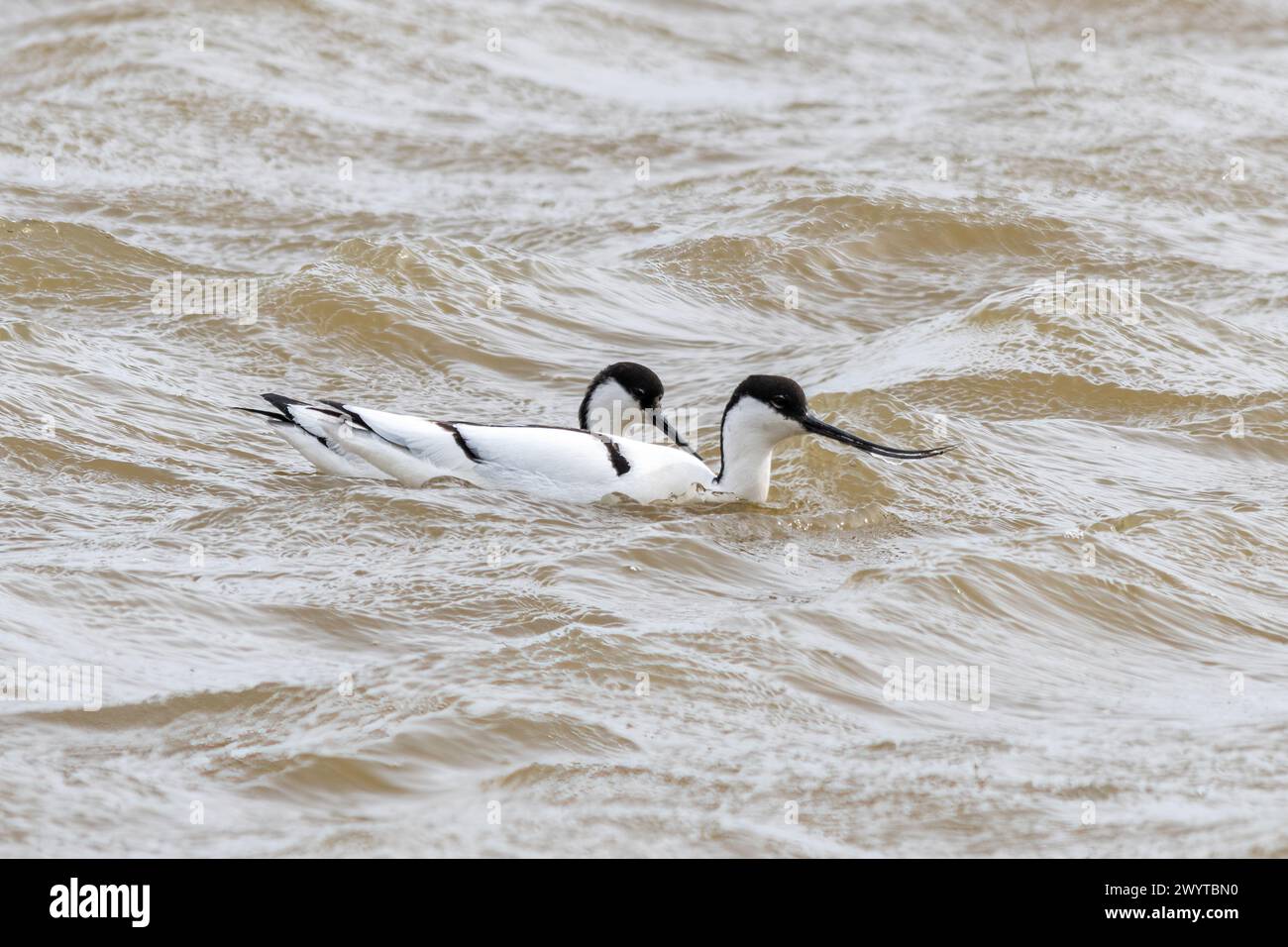 Avocets (Recurvirostra avosetta), a pair of the black and white wading birds in water, Kent, England, UK Stock Photo