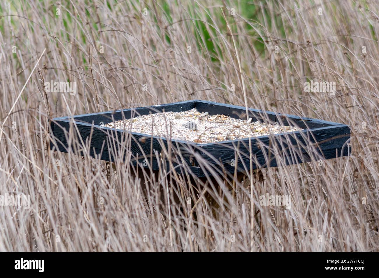 Tray of bird grit placed among reedbed to aid digestion in birds, helps to grind down seeds in the birds crop Stock Photo