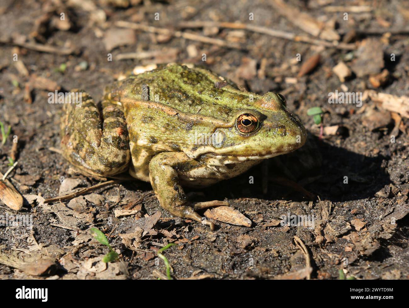 Funny frog on soil in spring park Stock Photo