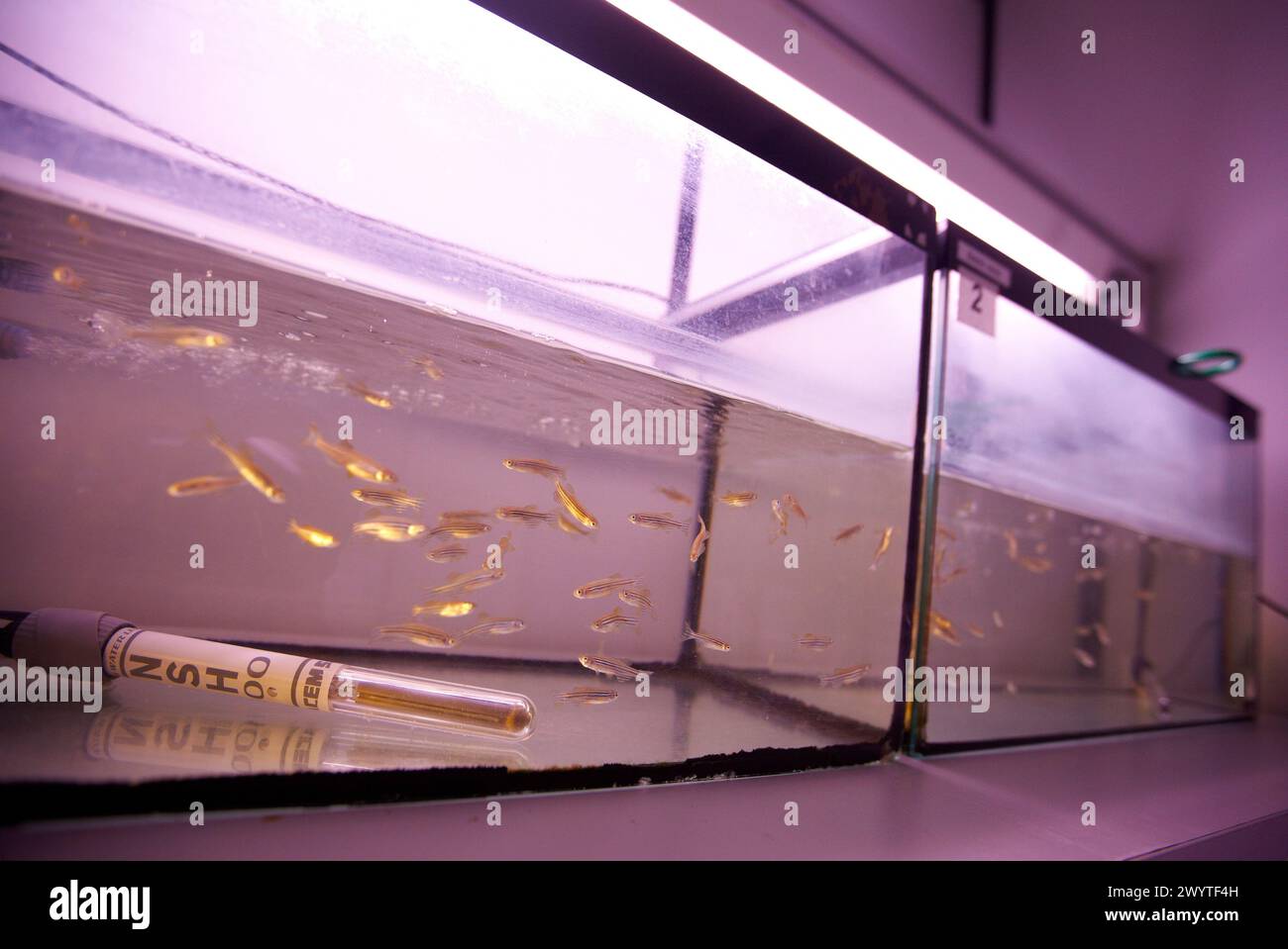 Ecotoxicity biocide test laboratory technology hi-res stock photography ...