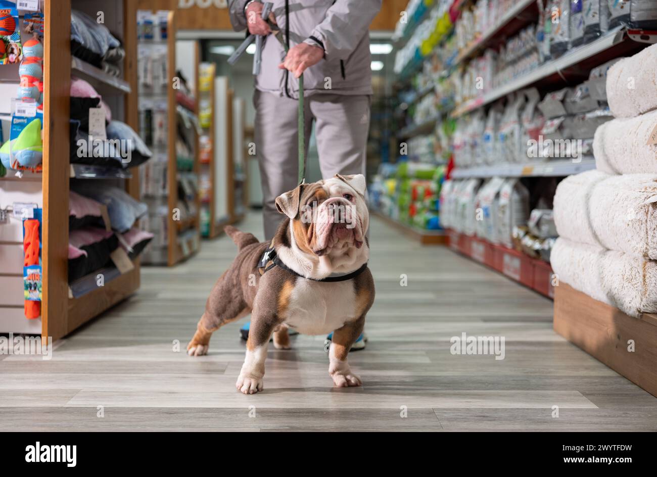 A bulldog on a lead in a pet shop in Dublin city, Ireland. Stock Photo