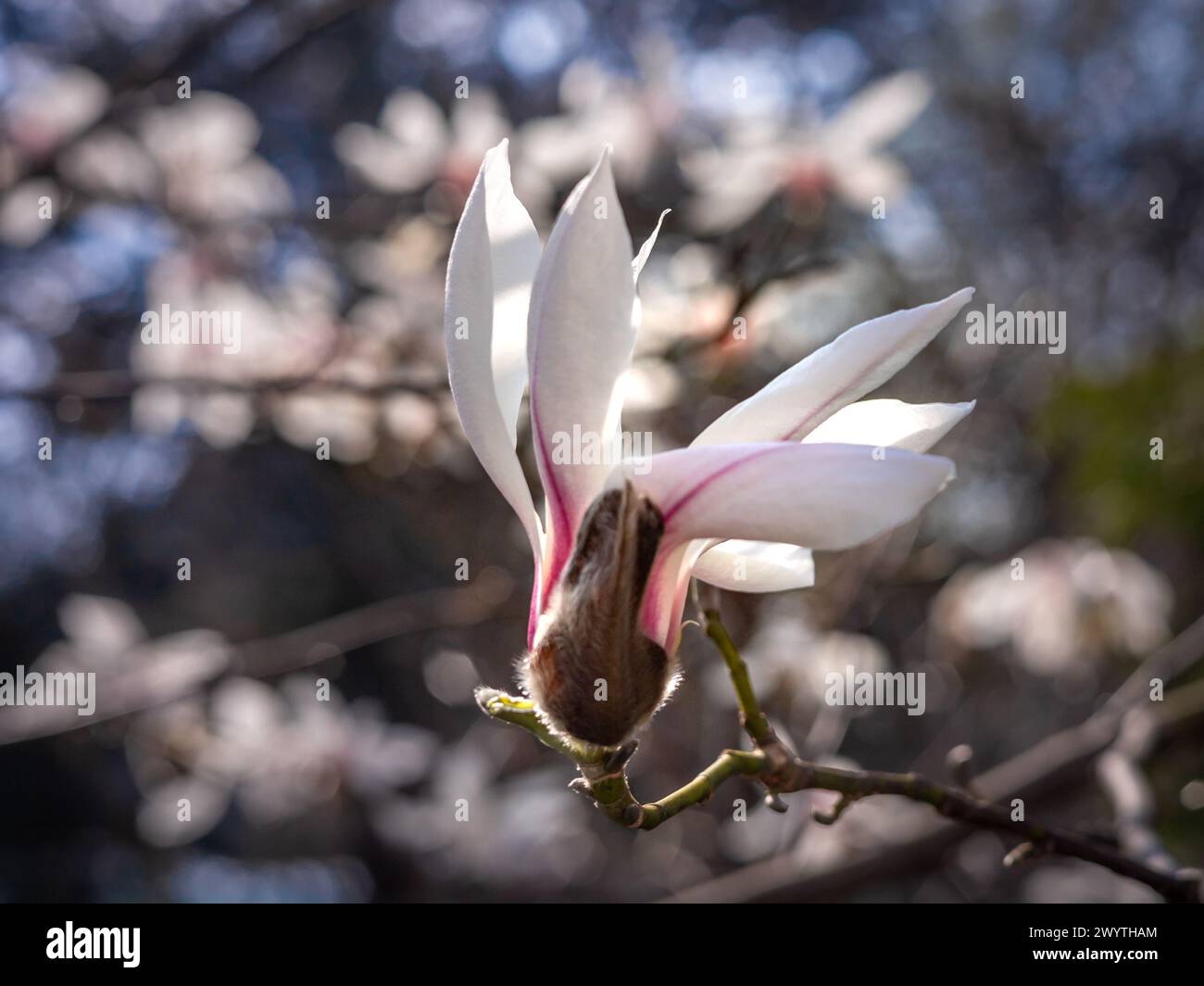 Magnolia buds hi-res stock photography and images - Alamy