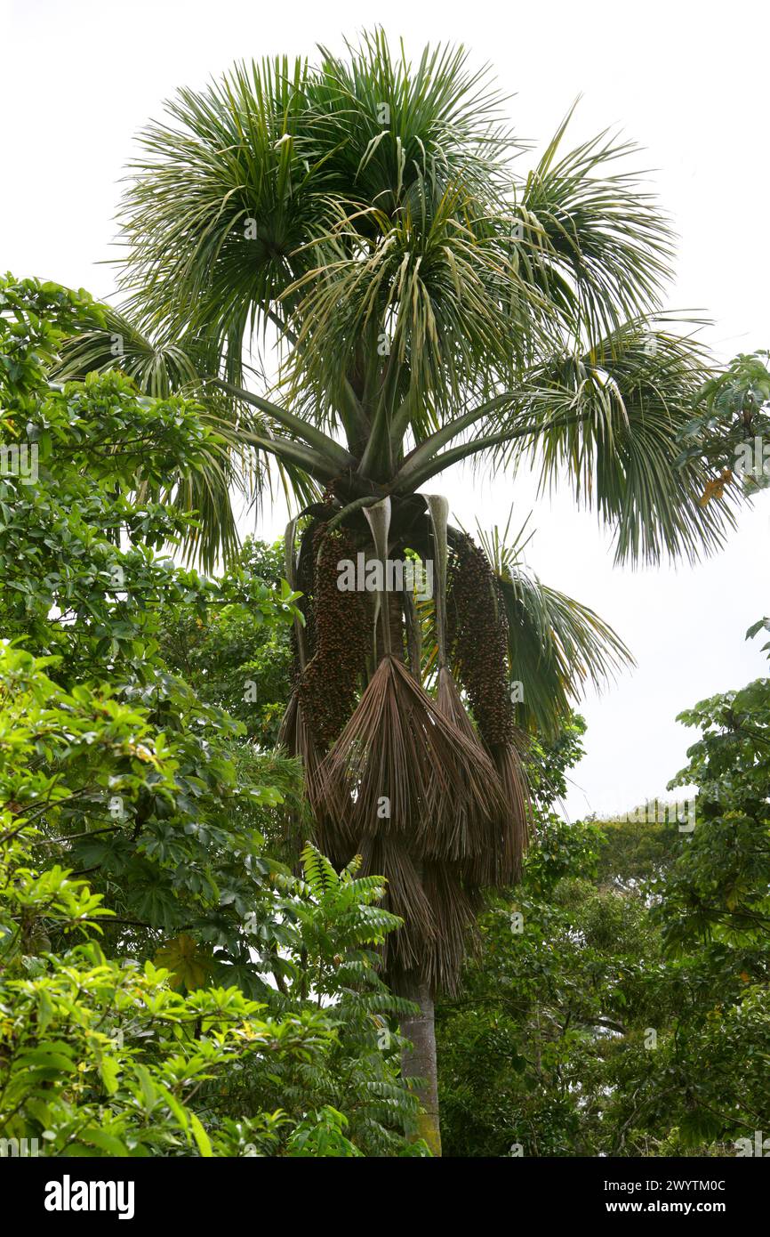 Moriche Palm, Mauritia flexuosa, Arecacea. Costa Rica, Central America. Aka the moriche palm, ité palm, ita, buriti, muriti, canangucho or aguaje. Stock Photo