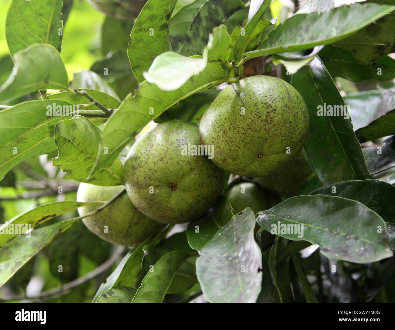 Pond Apple, Alligator Apple , Swamp Apple, Corkwood, Bobwood, and Monkey Apple, Annona glabra, Annonaceae.  Costa Rica, Central America. Stock Photo