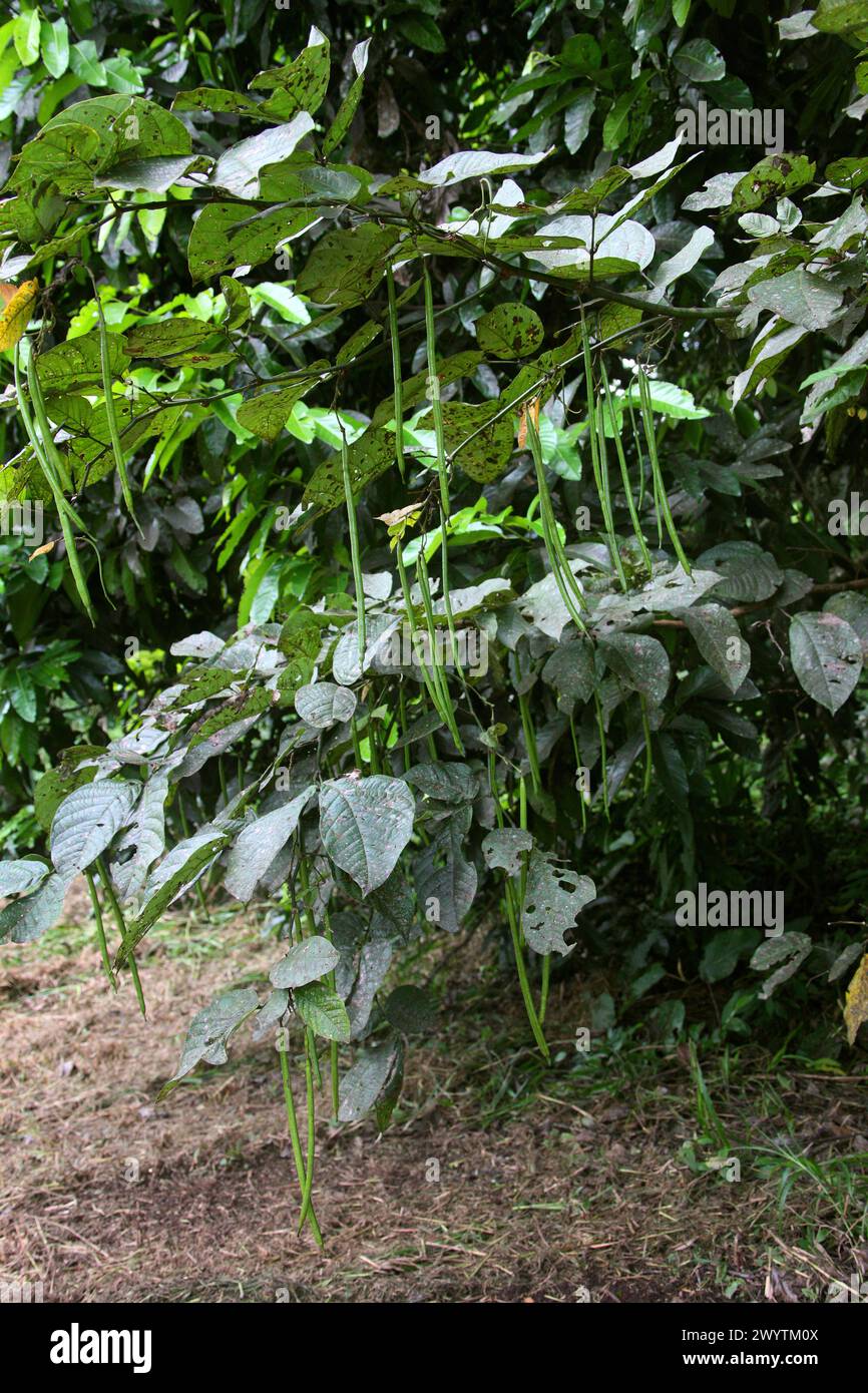 Southern Catalpa, Cigartree, Indian-bean-tree or Indian Bean tree, Catalpa bignonioides, Bignoniaceae. Costa Rica, Central America. Stock Photo