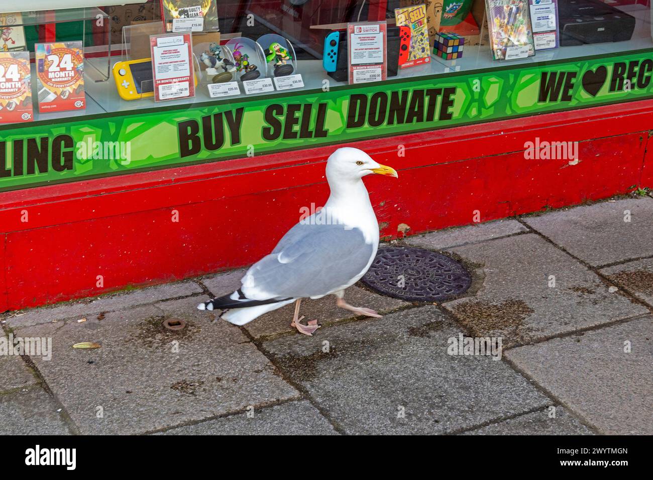 Seagull in front of shop window, Bangor, Wales, Great Britain Stock Photo