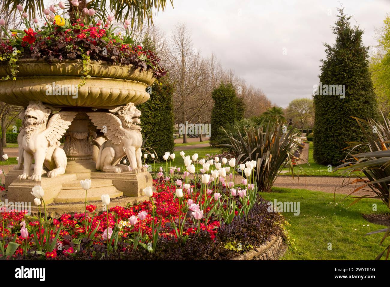 A stone urn planted with a red colour scheme: red Tulipa, red Primula and Huechera 'Marmalade' in Avenue Gardens in Regent's Park. Stock Photo