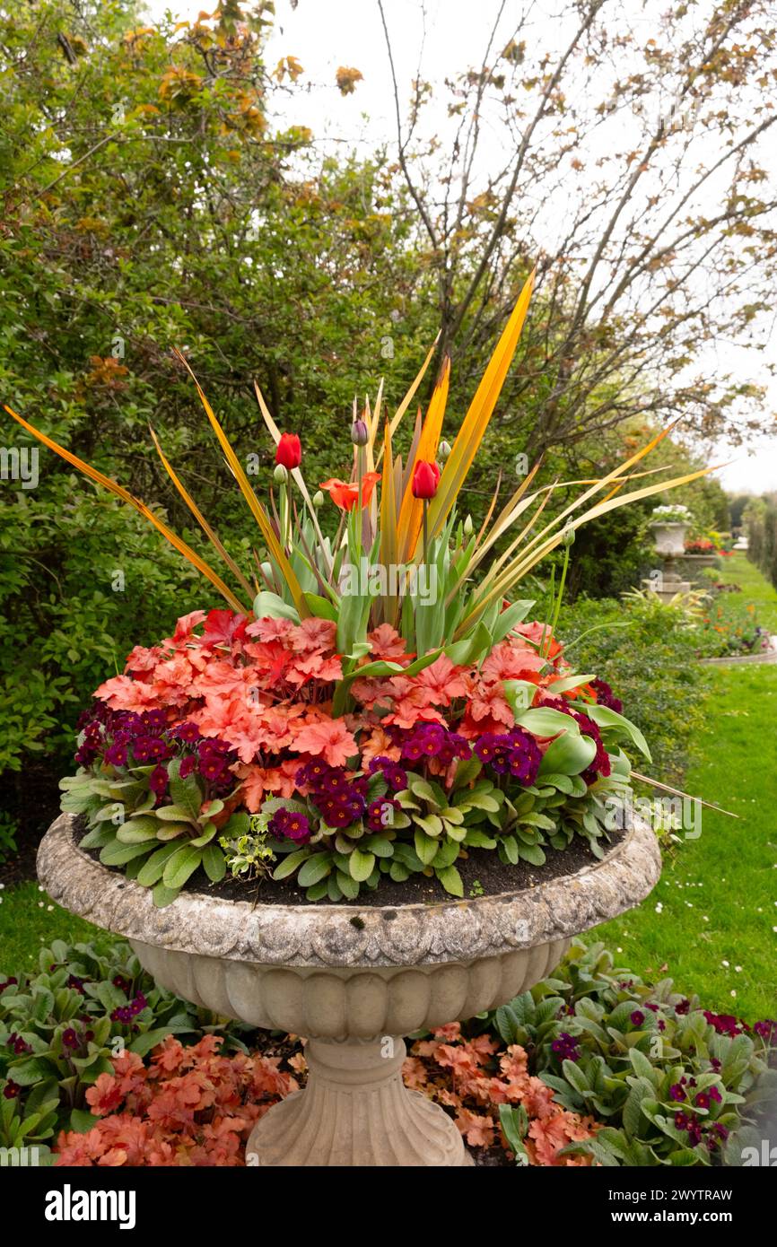 A stone urn planted with a red colour scheme: red Tulipa, red Primula and Huechera 'Marmalade' in Avenue Gardens in Regent's Park. Stock Photo