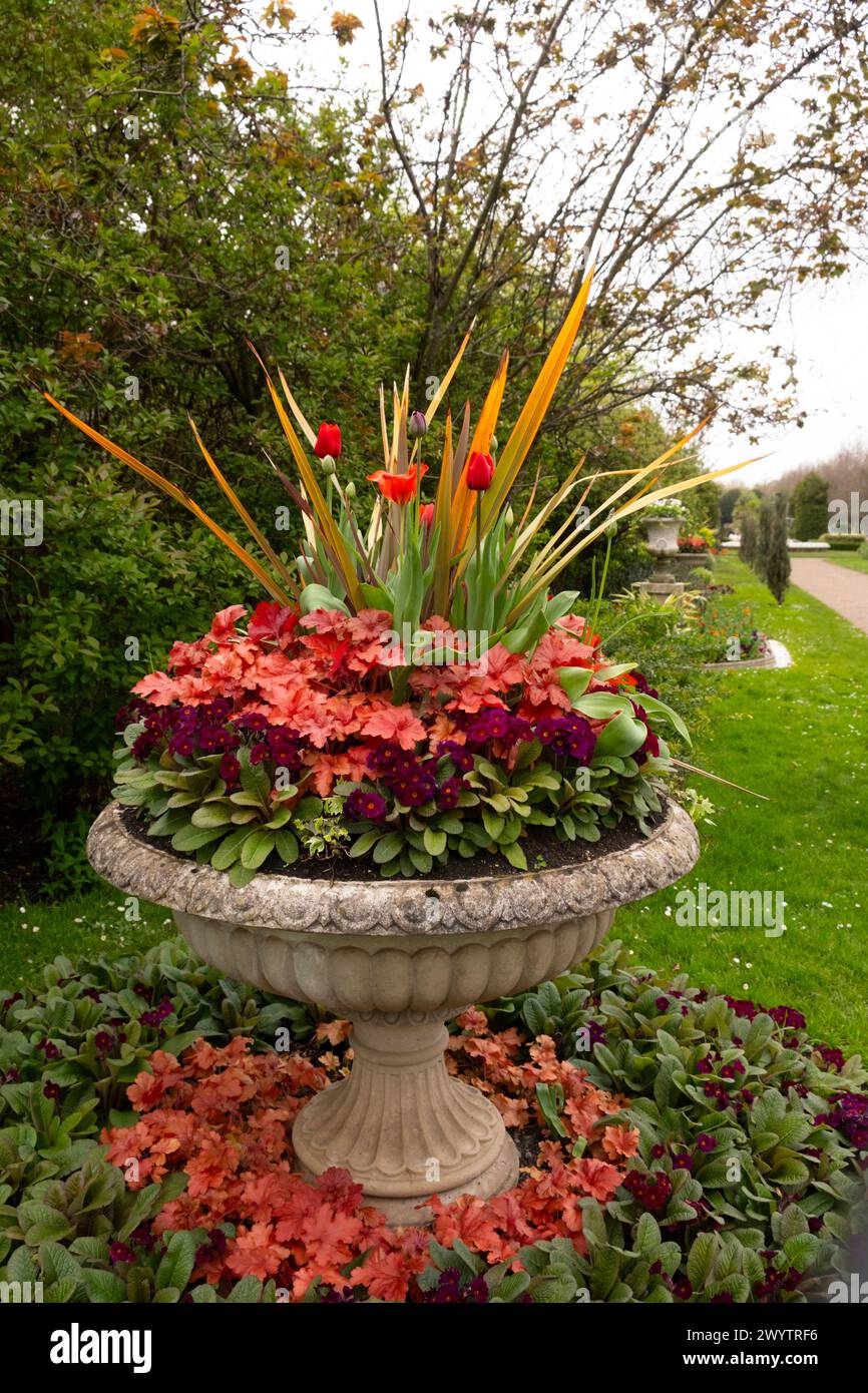 A stone urn planted with a red colour scheme: red Tulipa, red Primula and Huechera 'Marmalade' in Avenue Gardens in Regent's Park. Stock Photo