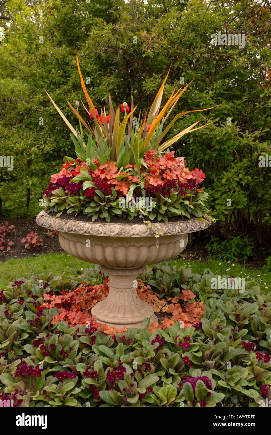 A stone urn planted with a red colour scheme: red Tulipa, red Primula and Huechera 'Marmalade' in Avenue Gardens in Regent's Park. Stock Photo