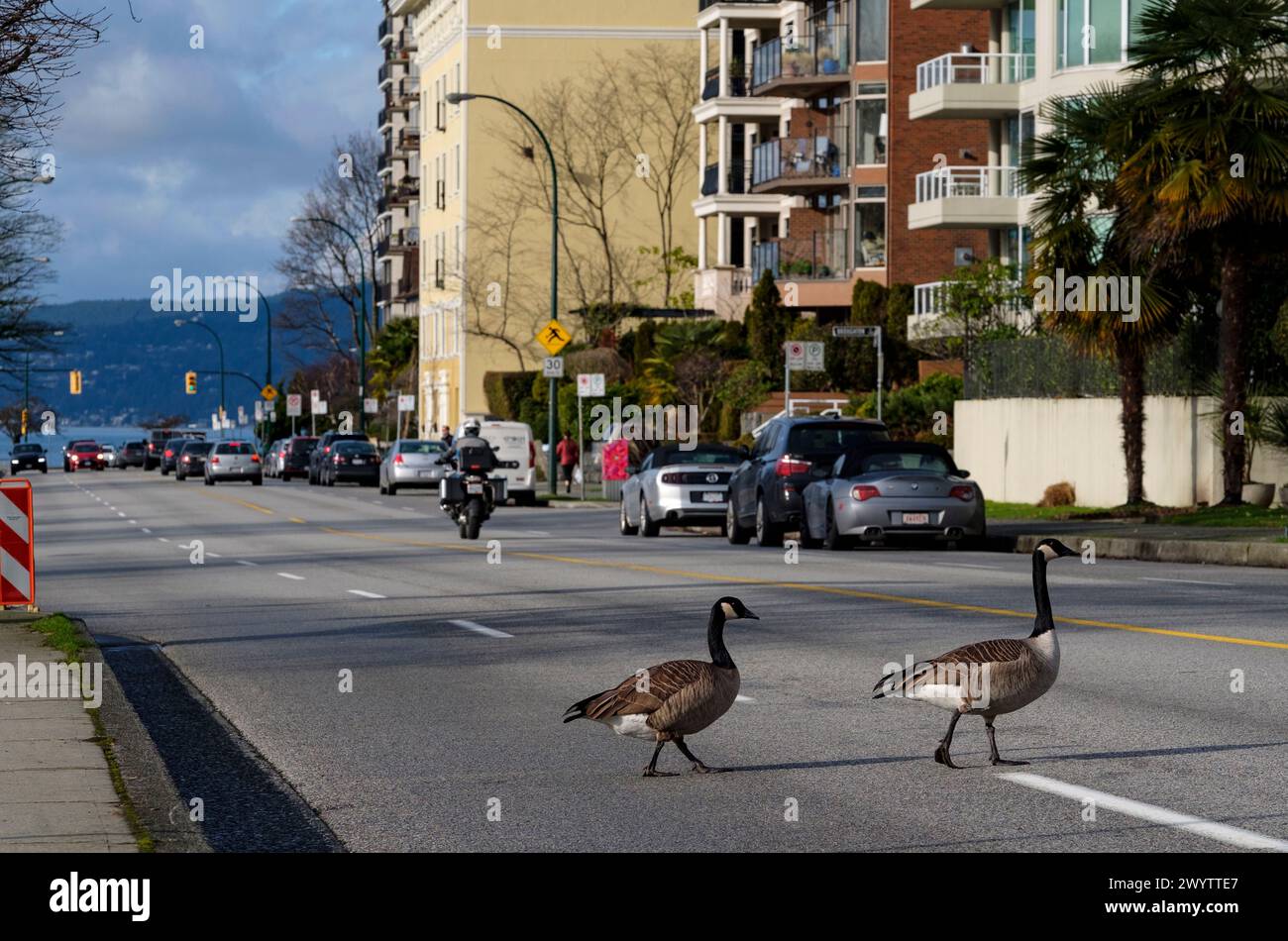 Vancouver canada goose hi res stock photography and images Alamy