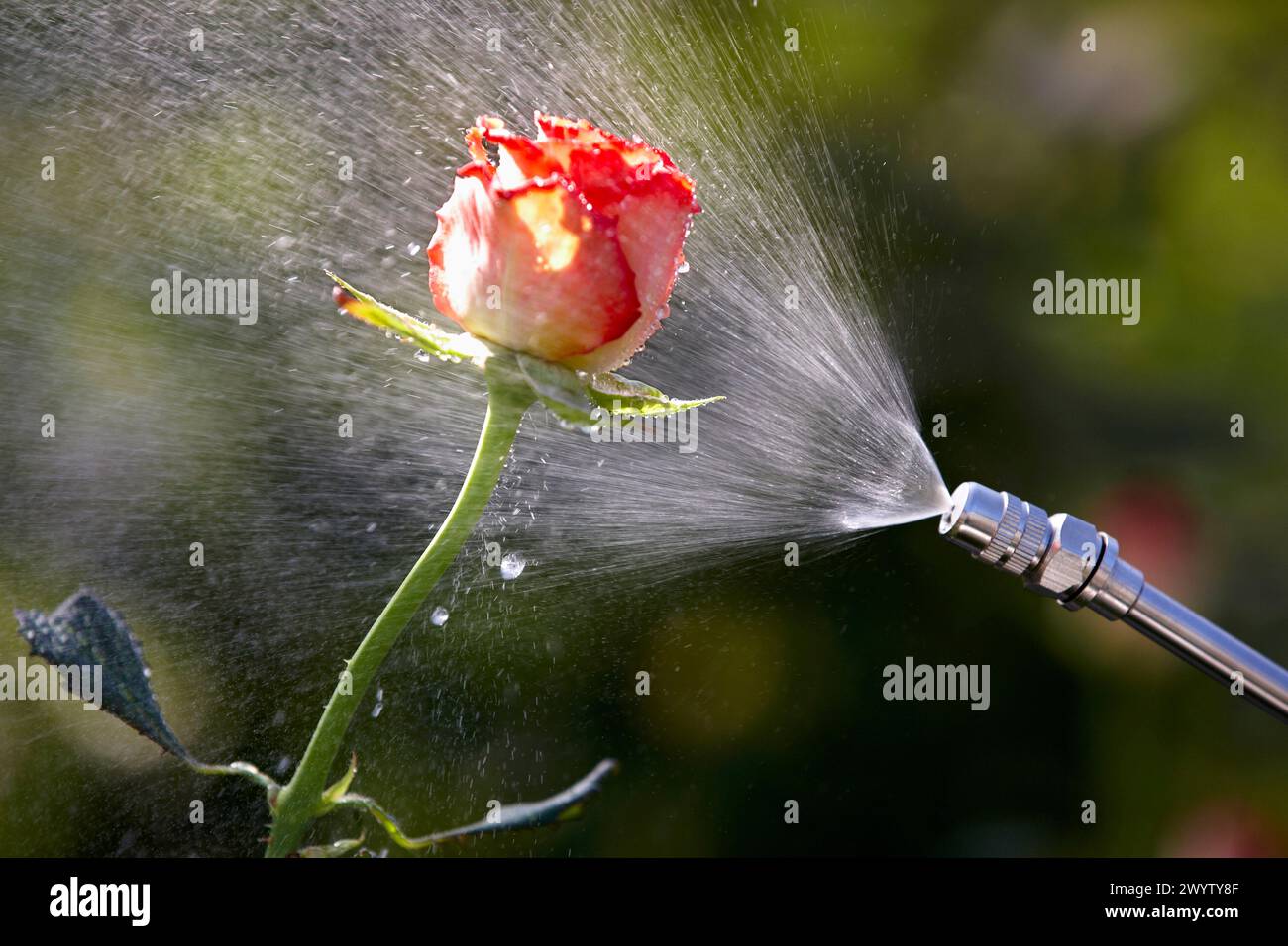 Spraying phytosanitary treatment, rose, greenhouse gardening, Astigarraga, Gipuzkoa, Euskadi, Spain. Stock Photo