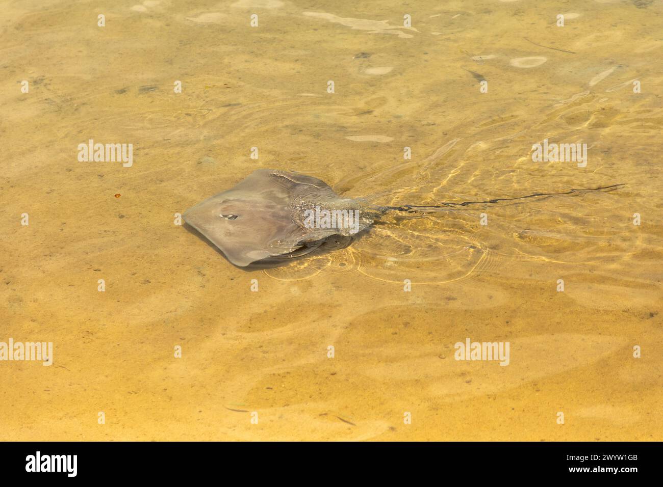 A stingray swims in the lagoon that surrounds the lush South Pacific island of Mo'orea, French Polynesia. Stock Photo