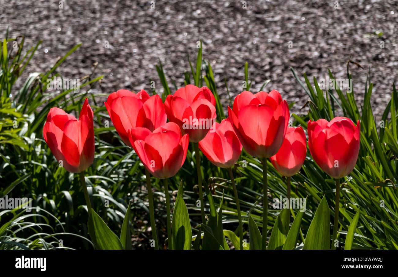 Sun shining through red tulip petals Stock Photo