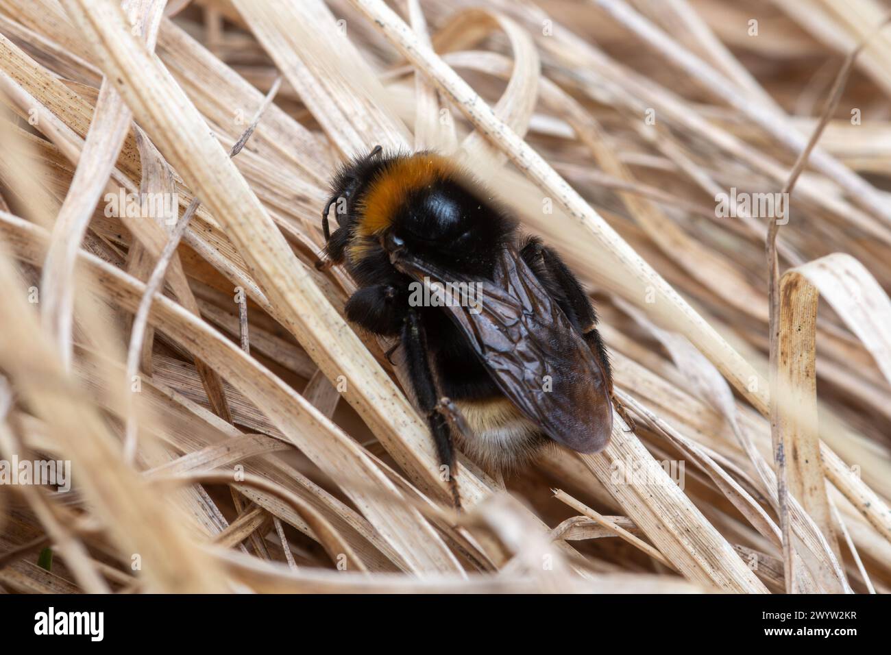 Southern cuckoo bumblebee (Bombus vestalis), Hampshire, England, UK, during April or spring Stock Photo