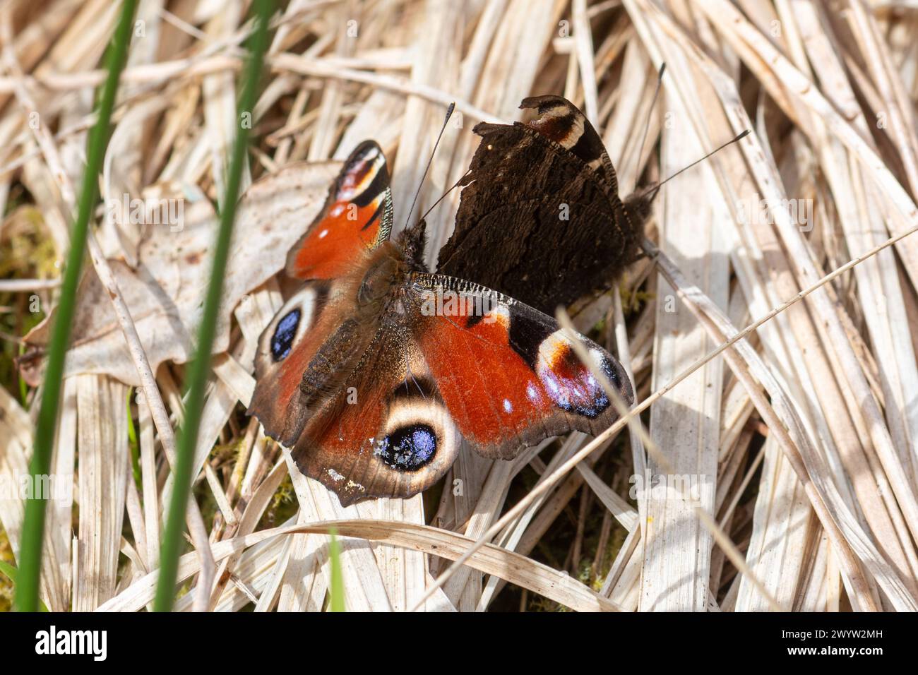 Pair of peacock butterflies (Aglais io), courtship behaviour during spring, England, UK Stock Photo
