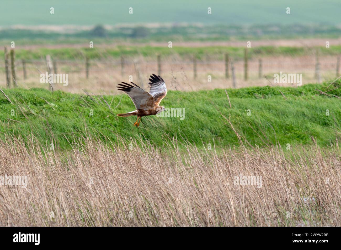 Marsh harrier (Circus auruginosus) hunting or flying over marshes at Elmley Nature Reserve on the Isle of Sheppey, Kent, England, UK Stock Photo