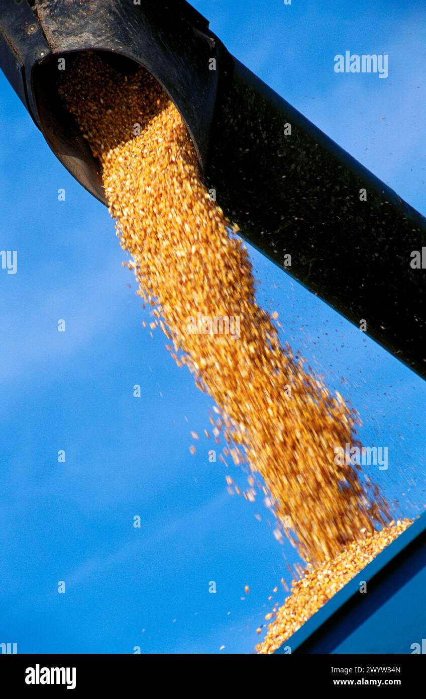 Corn harvester. Stock Photo