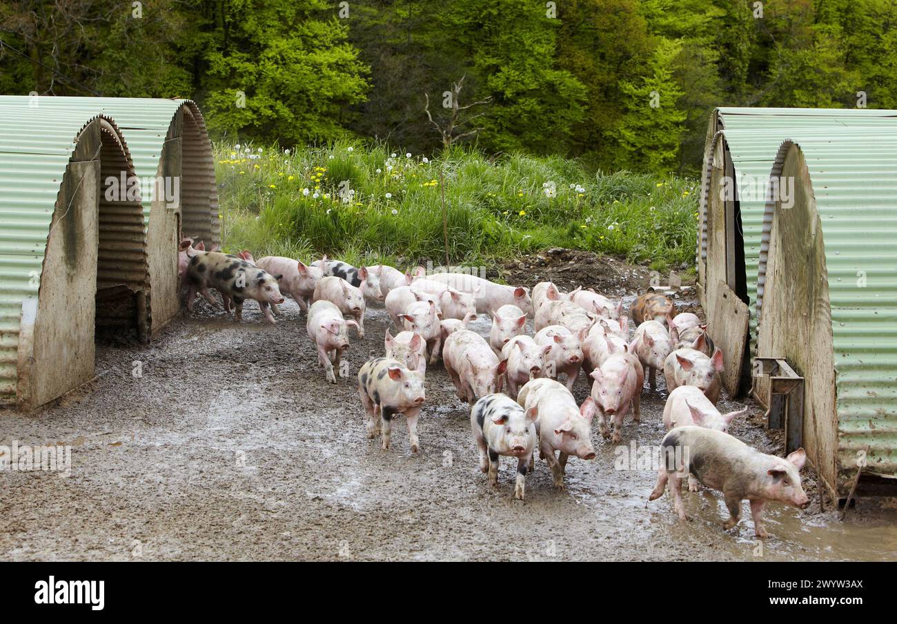 Pig farm, Beizama, Guipuzcoa, Basque Country, Spain. Stock Photo