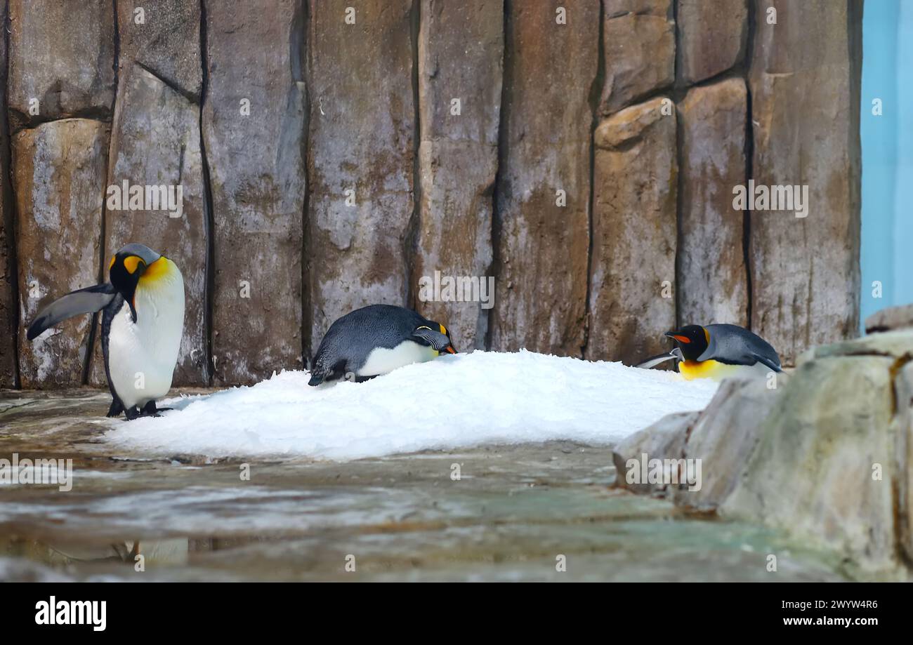 King Penguin standing on snowy rock face showing tail feathers and big feet Stock Photo