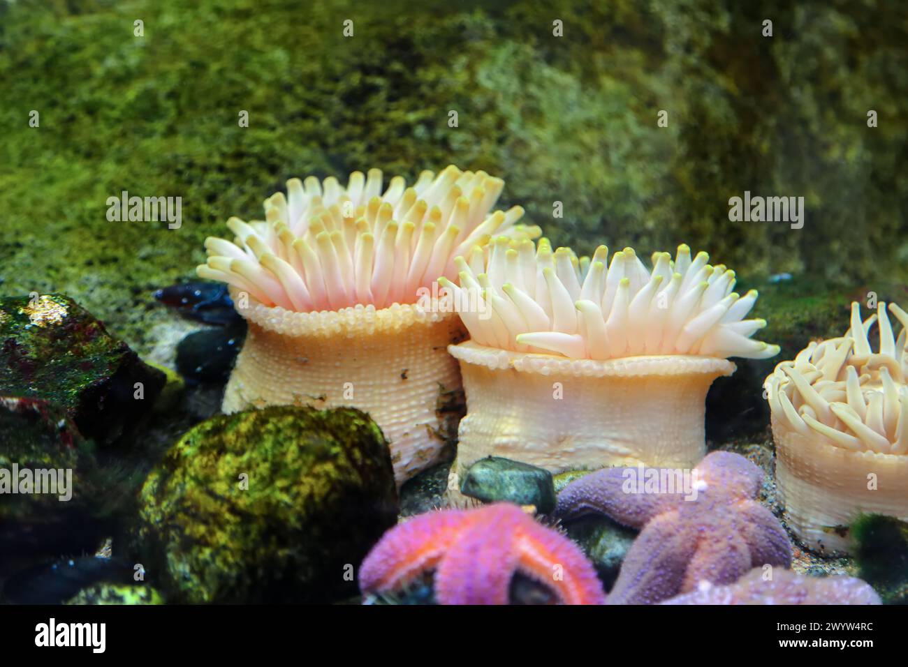 Seastars and anemones stuck to a rock in the ocean aquarium Stock Photo