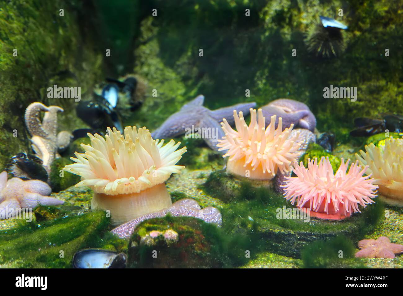 Seastars and anemones stuck to a rock in the ocean aquarium Stock Photo