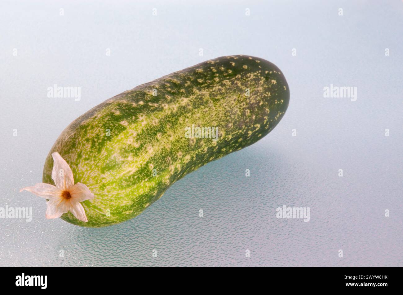 Planta sativus hi-res stock photography and images - Alamy