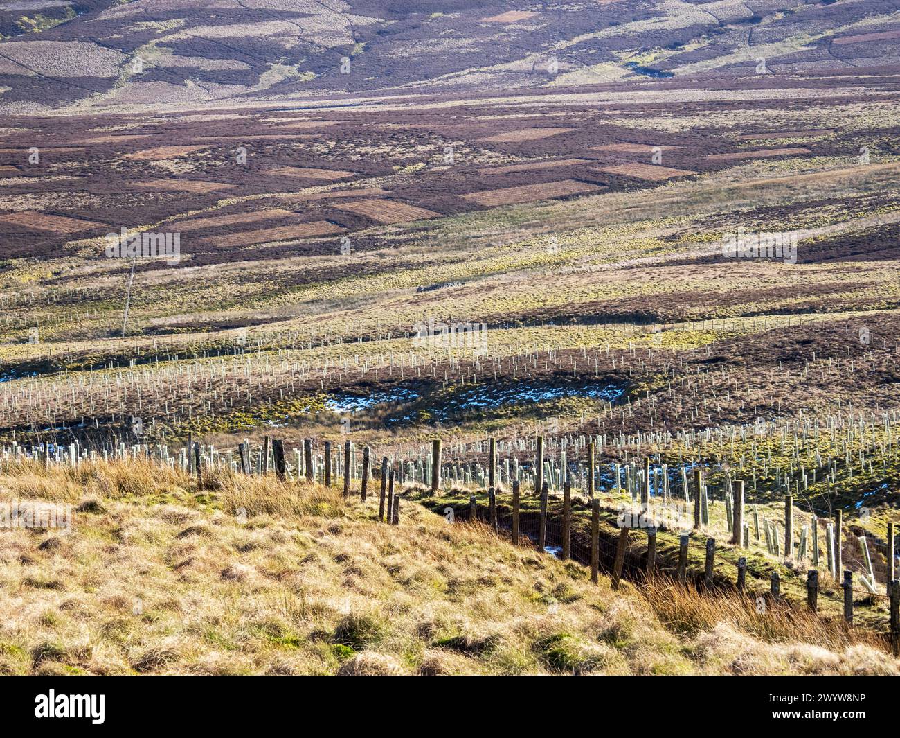 Tree planting in the North Pennines above Aslton, with damage caused by the grouse shooting industry. Stock Photo