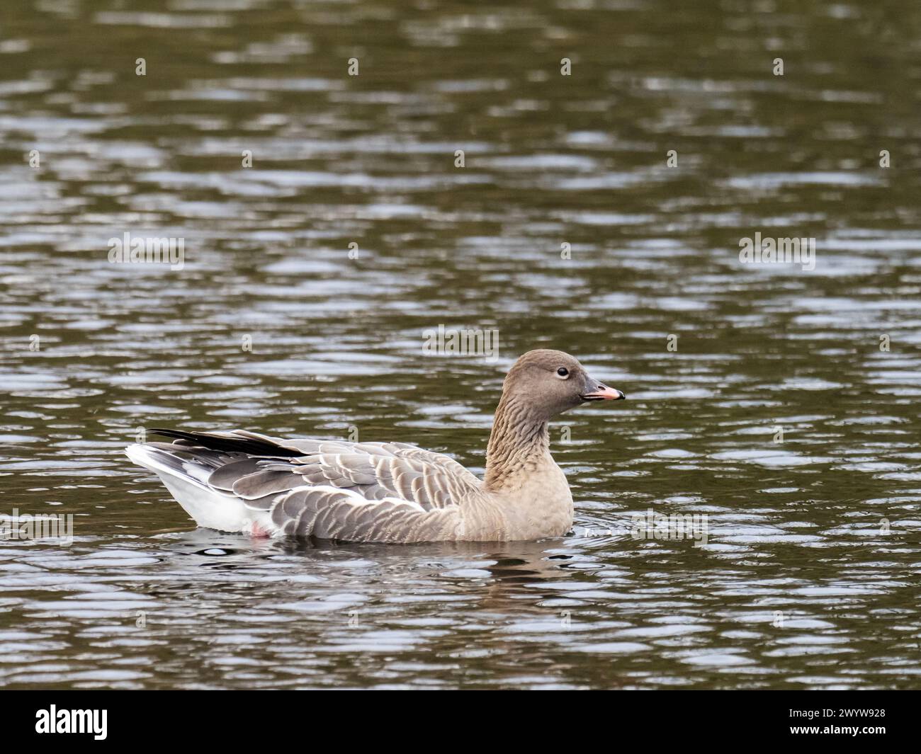 A Pink Footed Goose, Anser brachyrhynchus in Ambleside, Lake District, UK. Stock Photo