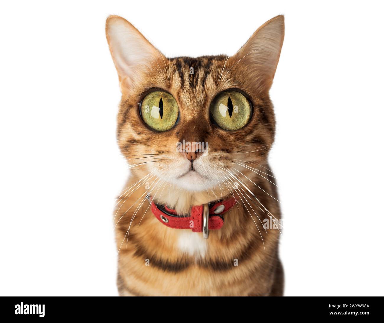 Funny cat with bulging big eyes on a white background. Bengal cat cartoon. Stock Photo