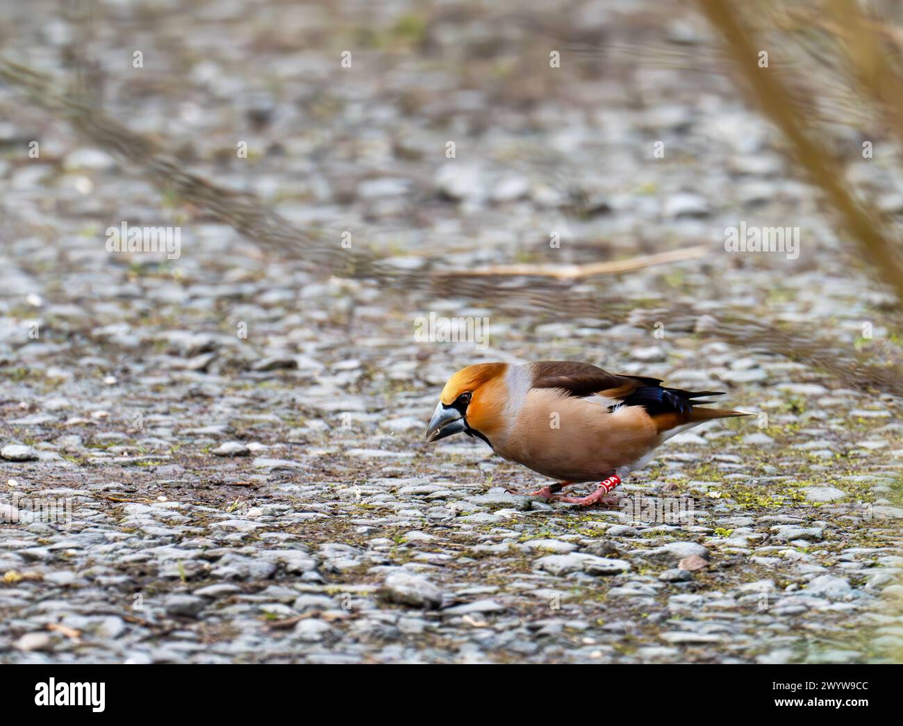 Hawfinch, Coccothraustes coccothraustes, at Sizergh Castle near Kendal, Cumbria, UK. Stock Photo
