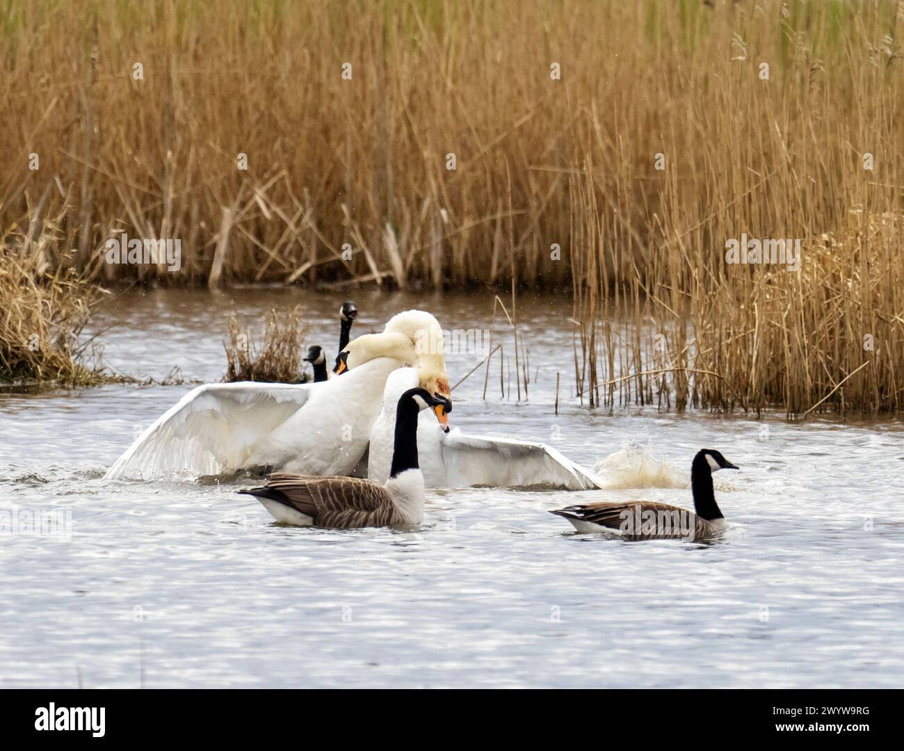 A violent territorial fight between two male Mute Swans at Brigsteer wetlands in the Lyth Valley, Cumbria, UK. Stock Photo