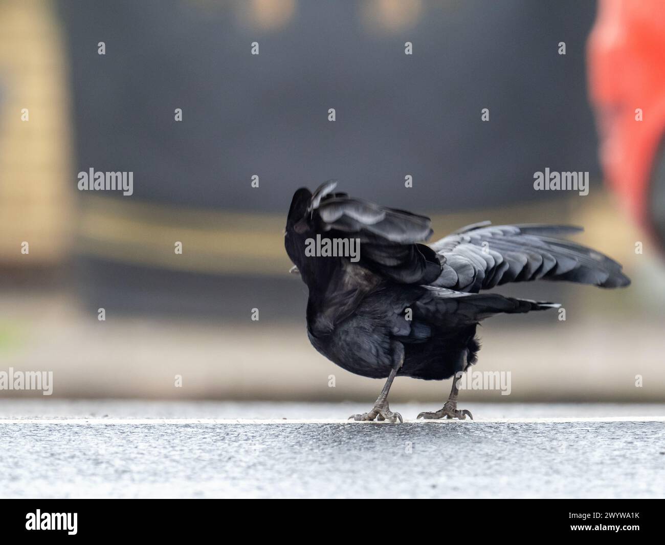 A Rook, Corvus frugilegus at a motorway service station in Cheshire, UK. Stock Photo