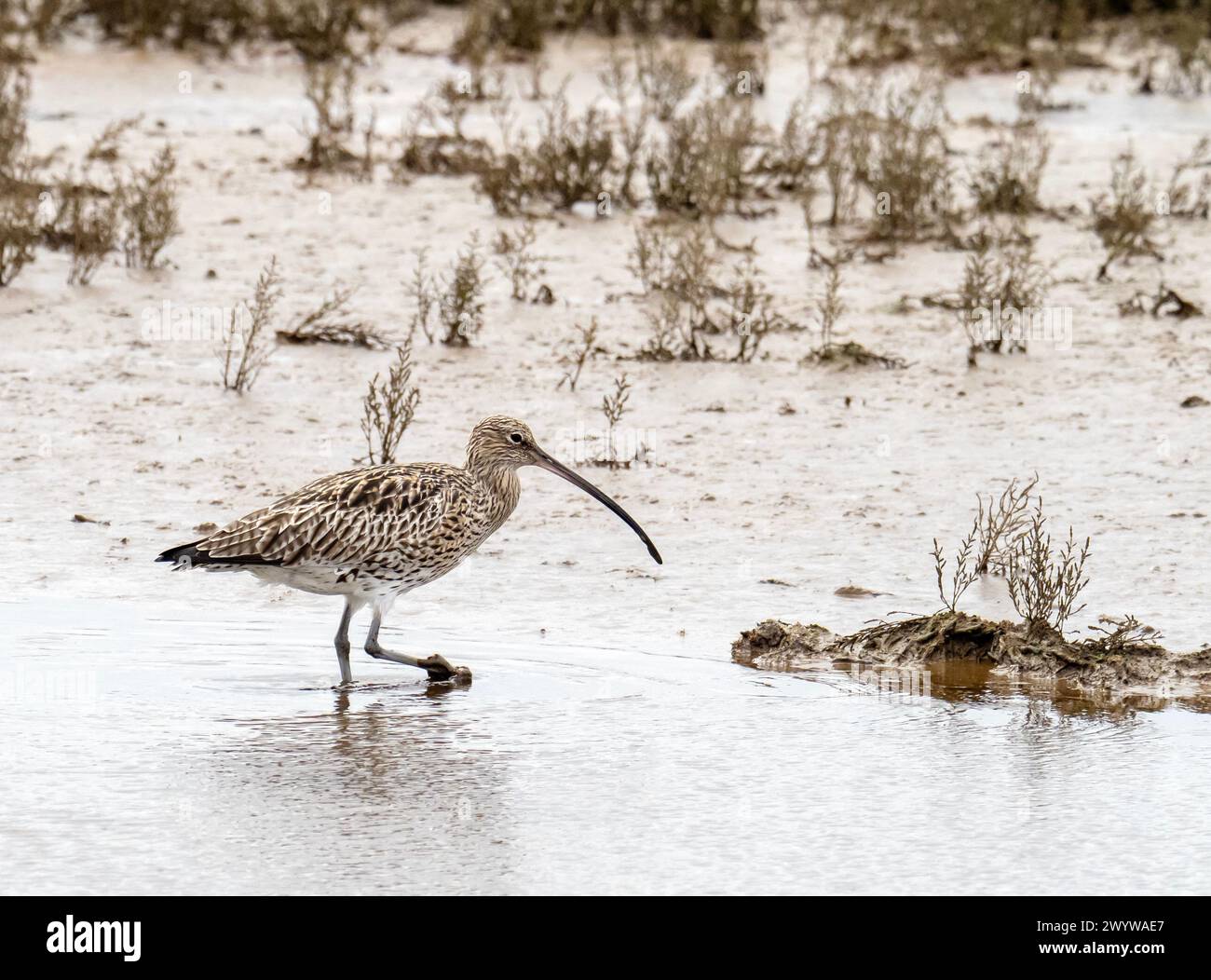 A Eurasian Curlew, Numenius arquata in Cley Next the Sea, Norfolk, UK. Stock Photo